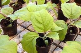 Баклажаны - выращивание и уход в открытом грунте, особенности лучших сортов Температура для роста баклажан в открытом